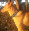 Caramelo