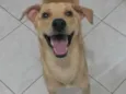 Caramelo