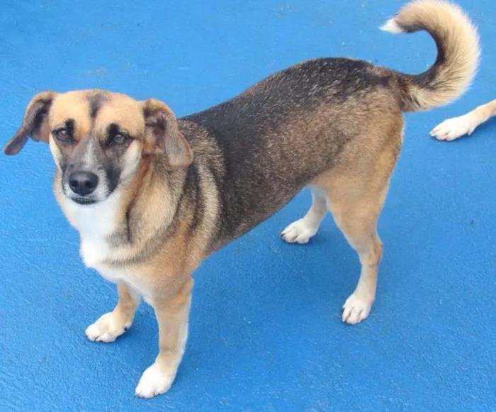 Cachorro ra a  idade 3 anos nome SUELLEN PEQUENA