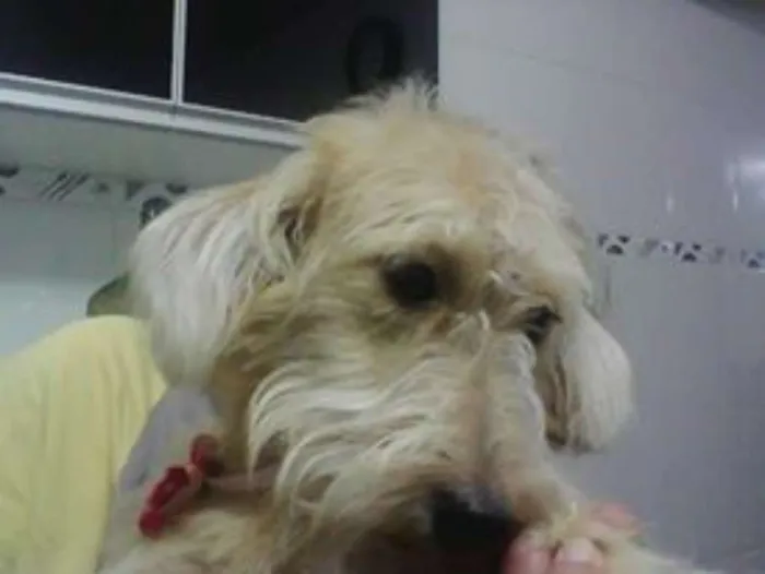 Cachorro ra a Poodle idade 7 a 11 meses nome Belinha