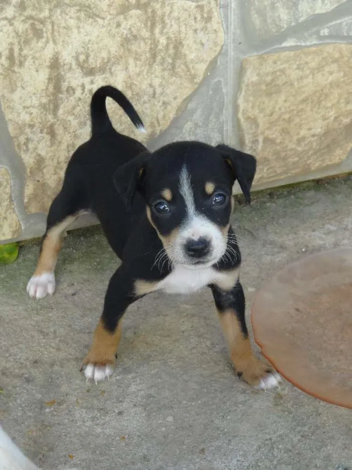 Cachorro ra a Labrador com Vira lata idade Abaixo de 2 meses nome sem nome