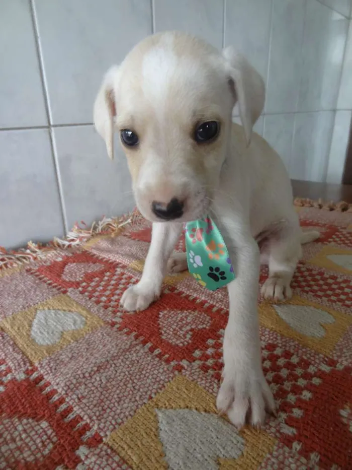 Cachorro ra a Labrador com Vira lata idade Abaixo de 2 meses nome sem nome