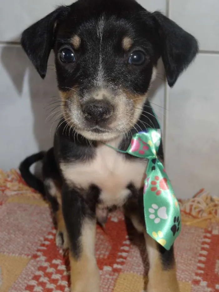 Cachorro ra a Labrador com Vira lata idade Abaixo de 2 meses nome sem nome