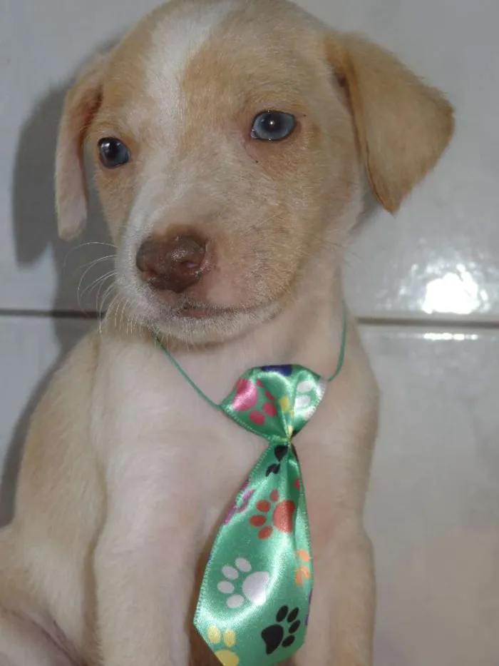 Cachorro ra a Labrador com Vira lata idade Abaixo de 2 meses nome sem nome