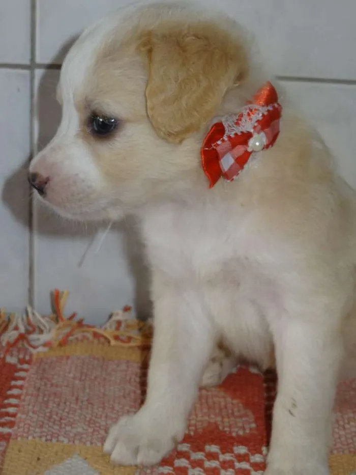Cachorro ra a Labrador com Vira lata idade Abaixo de 2 meses nome sem nome