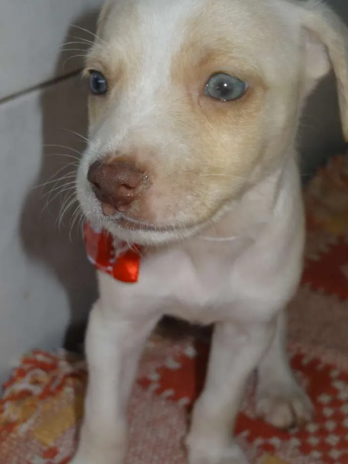 Cachorro ra a Labrador com Vira lata idade Abaixo de 2 meses nome sem nome