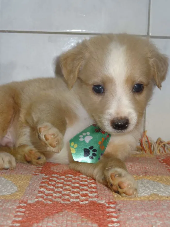 Cachorro ra a Labrador com Vira lata idade Abaixo de 2 meses nome sem nome
