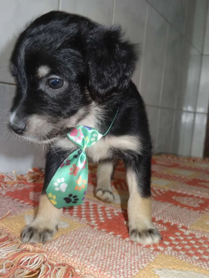 Cachorro ra a Labrador com Vira lata idade Abaixo de 2 meses nome sem nome