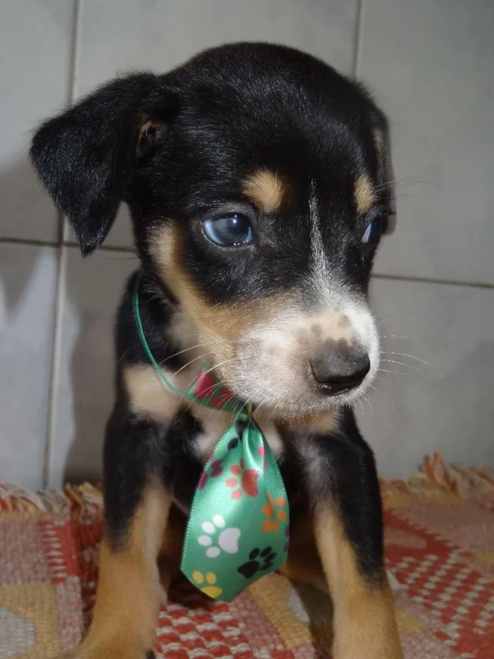 Cachorro ra a Labrador com Vira lata idade Abaixo de 2 meses nome sem nome