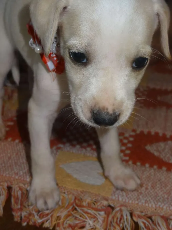 Cachorro ra a Labrador com Vira lata idade Abaixo de 2 meses nome sem nome