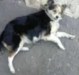 Lobinha