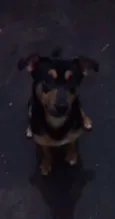 Scooby