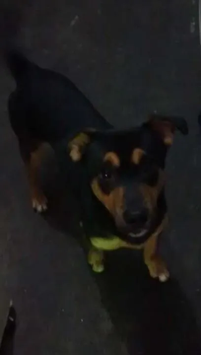 Cachorro ra a  idade 1 ano nome Scooby