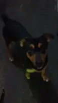 Scooby