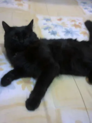 Gato raça SIAMES idade 7 a 11 meses nome NINA