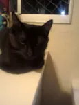 NINA