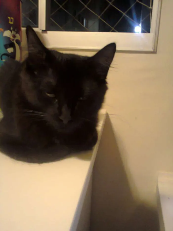 Gato ra a SIAMES idade 7 a 11 meses nome NINA