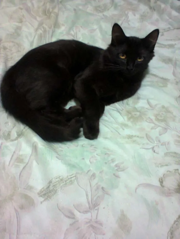 Gato ra a Siamês idade 7 a 11 meses nome nina