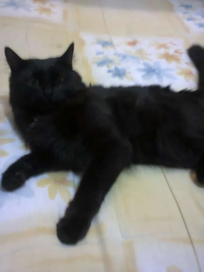 Gato ra a Siamês idade 7 a 11 meses nome nina