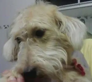 Cachorro raça Poodle idade 7 a 11 meses nome Belinha