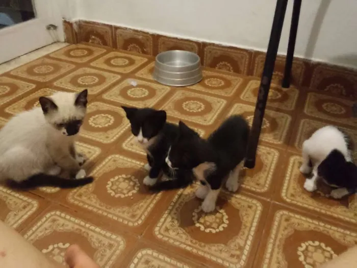 Gato raça  idade Abaixo de 2 meses nome Gatinhos