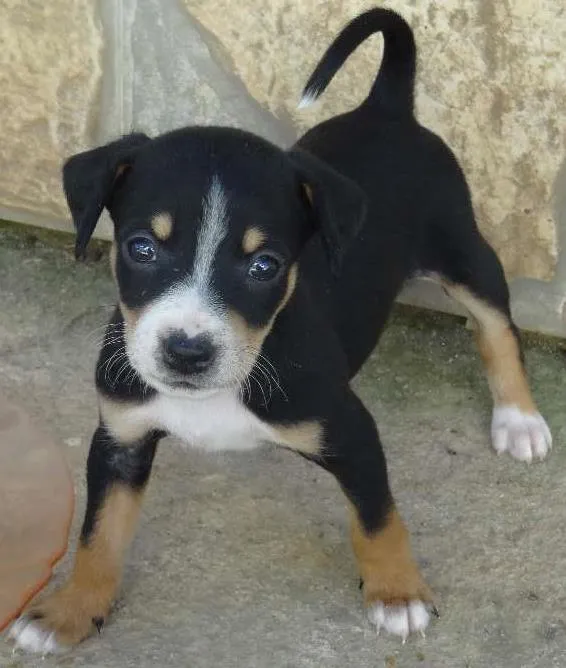 Cachorro ra a Labrador com Vira lata idade Abaixo de 2 meses nome sem nome