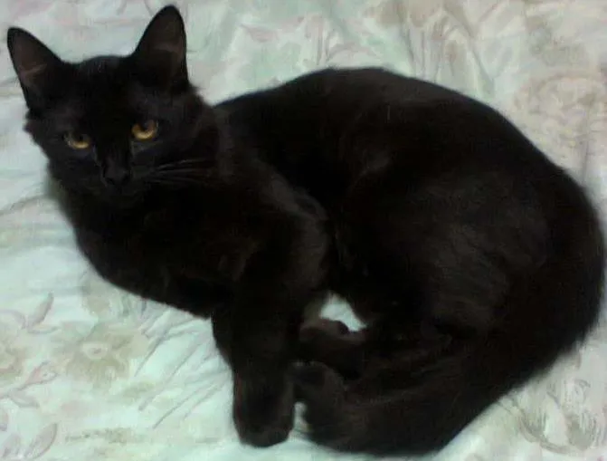Gato ra a Siamês idade 7 a 11 meses nome nina
