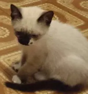 Gato raça  idade Abaixo de 2 meses nome Gatinhos