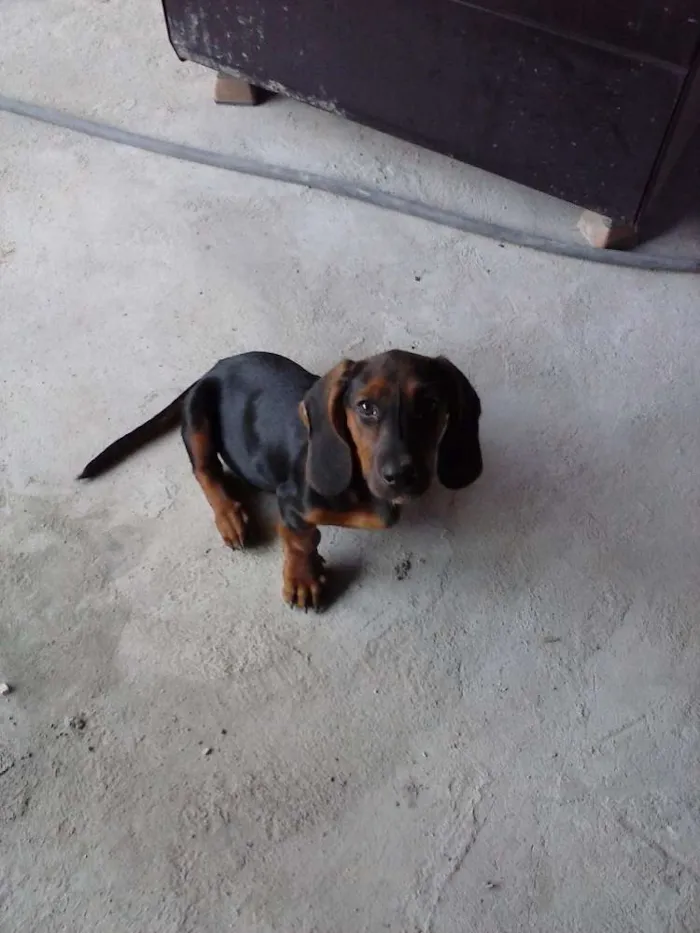 Cachorro raça BASSET idade 7 a 11 meses nome MAYCON