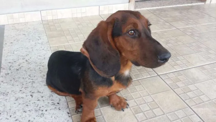 Cachorro raça BASSET idade 7 a 11 meses nome MAYCON