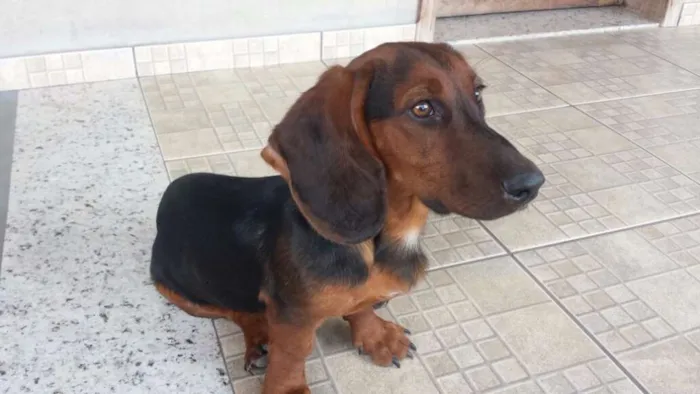 Cachorro raça BASSET idade 7 a 11 meses nome MAYCON