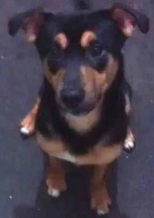 Cachorro raça  idade 1 ano nome Scooby