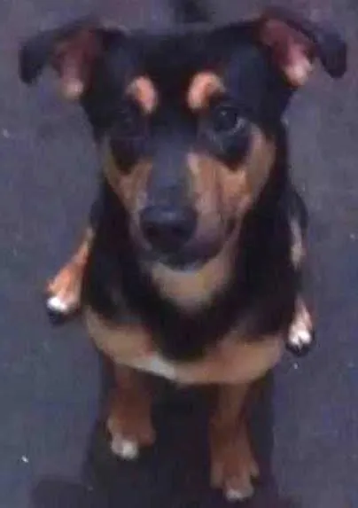 Cachorro ra a  idade 1 ano nome Scooby