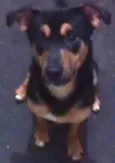 Scooby