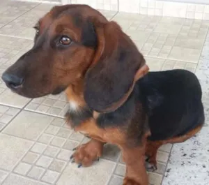Cachorro raça BASSET idade 7 a 11 meses nome MAYCON