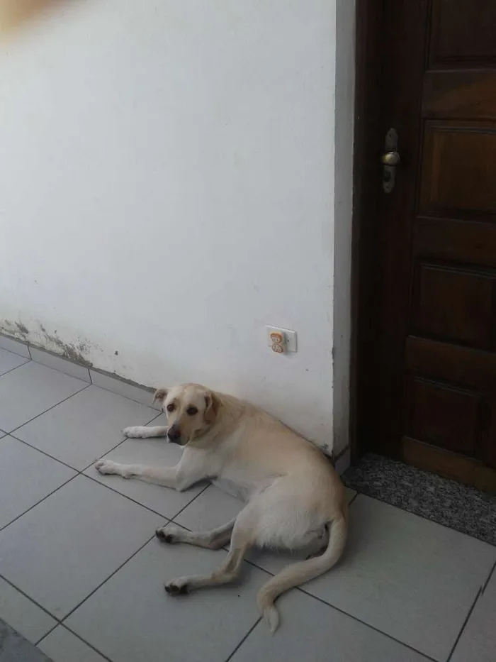 Cachorro ra a Labrador idade 3 anos nome Nonô