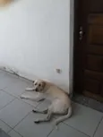 Nonô
