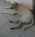Nonô