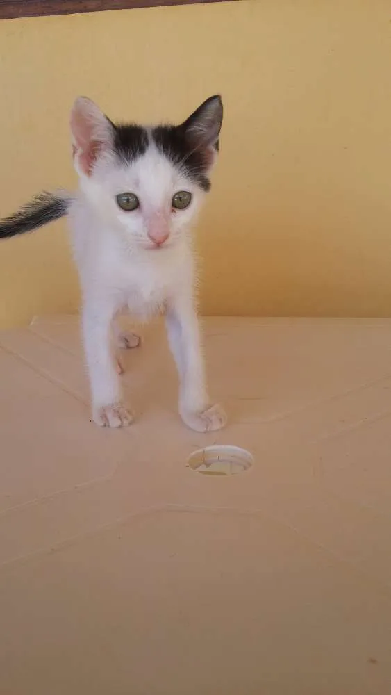 Gato raça SRD idade 2 a 6 meses nome catarina