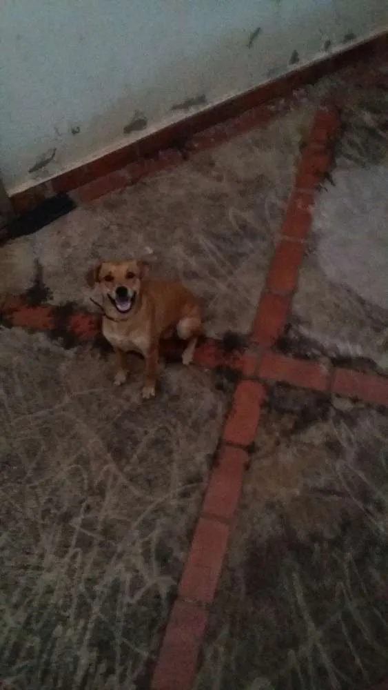 Cachorro ra a SRD idade  nome Linda cadelinha