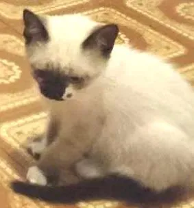 Gato raça  idade Abaixo de 2 meses nome Gatinhos