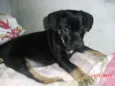 SIMBA