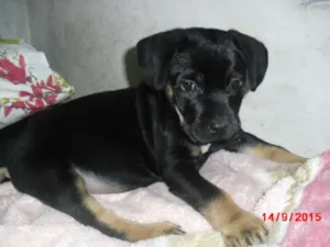Cachorro raça SRD idade 2 a 6 meses nome SIMBA