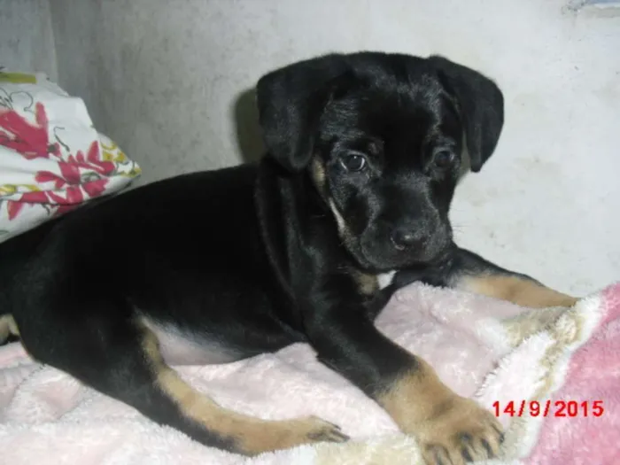 Cachorro ra a SRD idade 2 a 6 meses nome SIMBA