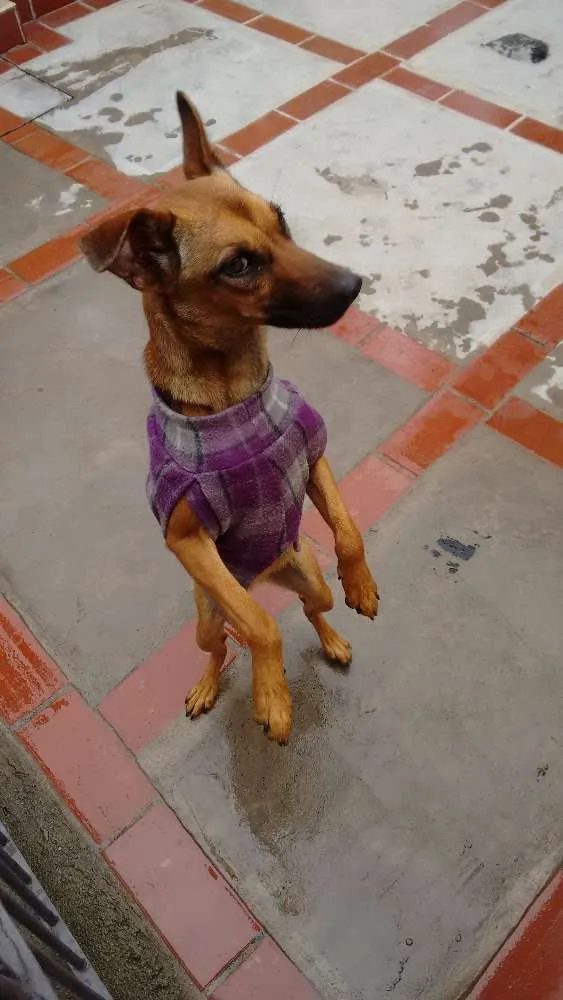 Cachorro raça SRD idade 2 a 6 meses nome Mel