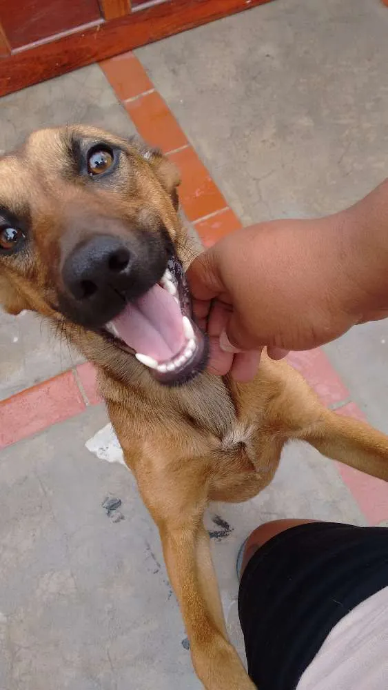Cachorro raça SRD idade 2 a 6 meses nome Mel