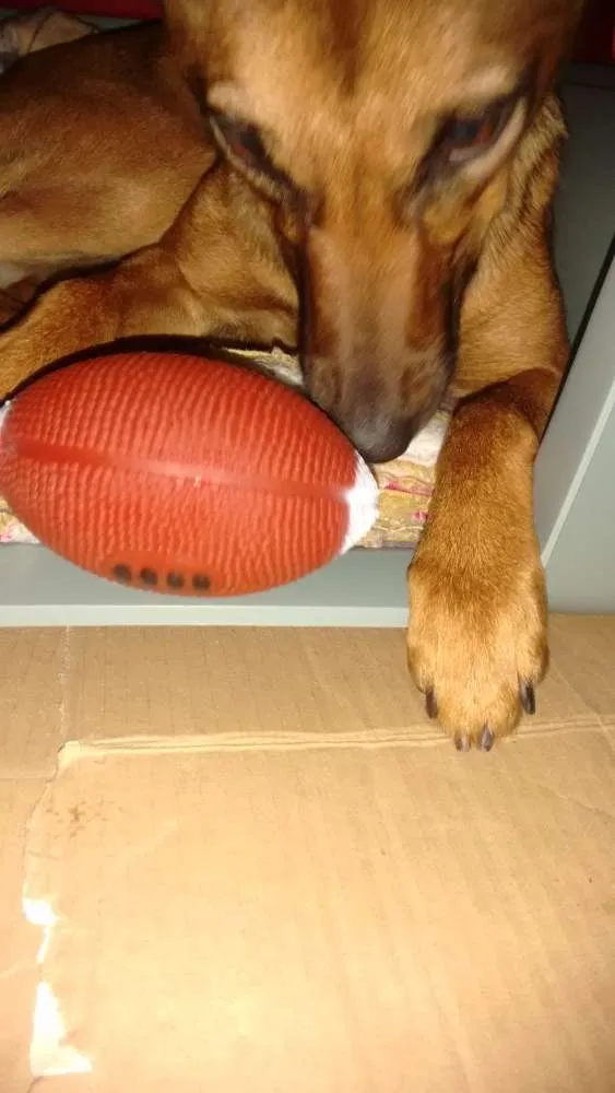 Cachorro raça SRD idade 2 a 6 meses nome Mel