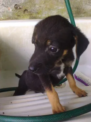 Cachorro raça não sei idade Abaixo de 2 meses nome sem nomes ainda