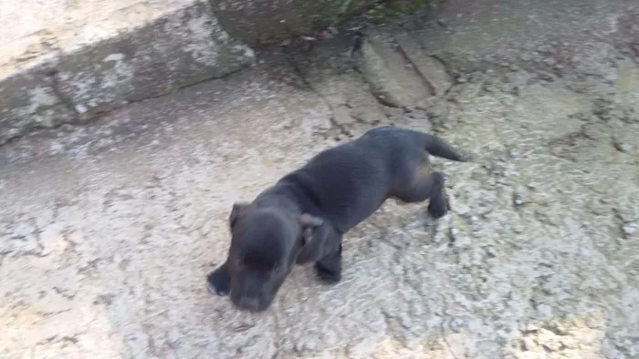 Cachorro ra a Vira lata idade 2 a 6 meses nome Feijao