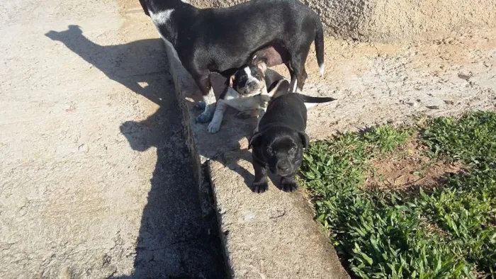 Cachorro ra a Vira lata idade 2 a 6 meses nome Feijao